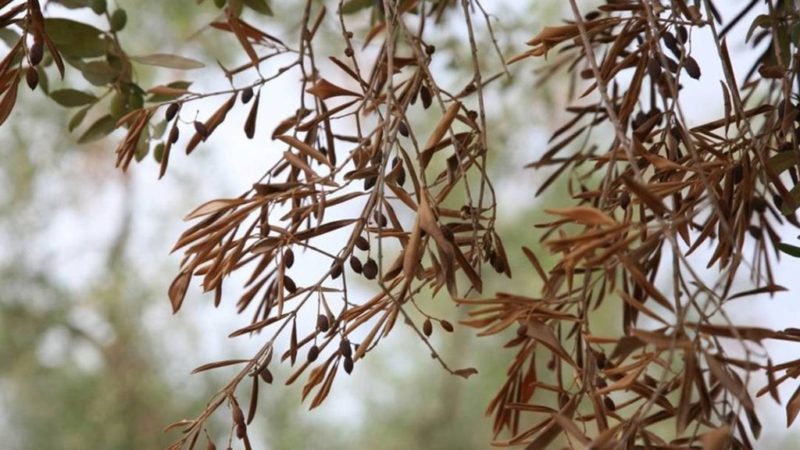 Xylella fastidiosa, εσπερίδα ενημέρωσης στον Άγιο Νικόλαο