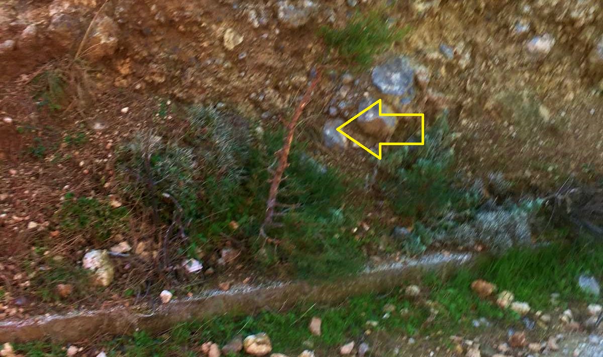 Πως να επιβιώσει το κακόμοιρο πεύκο και να μεγαλώσει το δάσος;;;;