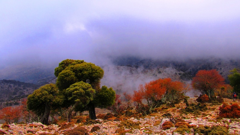 Επόμενη πεζοπορία, Τάπες, Δάμακας, Καθαρό