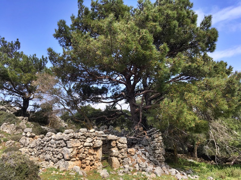 Δάσος Κρούστα, Τούρκισσες, Πευκαλιδιάς, Κοκκιές