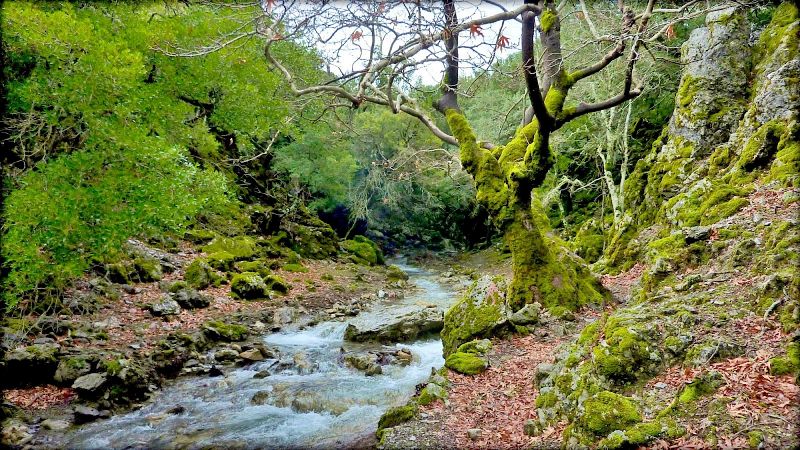 21η Μαρτίου Παγκόσμια Ημέρα της Δασοπονίας