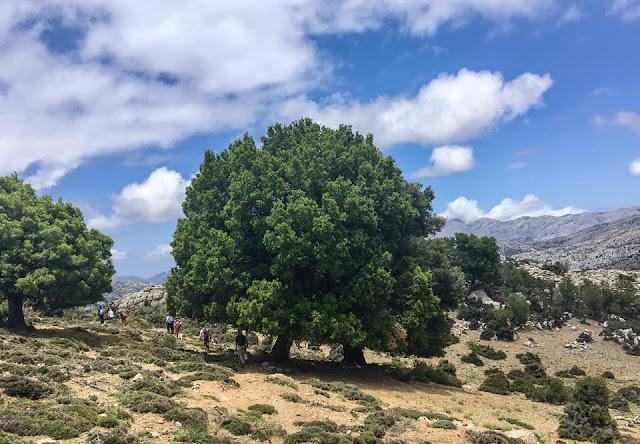 Ανάβαση στον Σκαφιδαρά