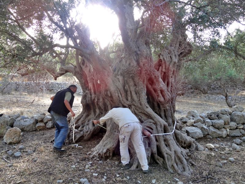 συλλογή ελιών από τα αρχαία ελαιόδεντρα