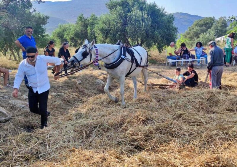 παραδοσιακό αλώνισμα στη Μονή Μαλεβιζίου