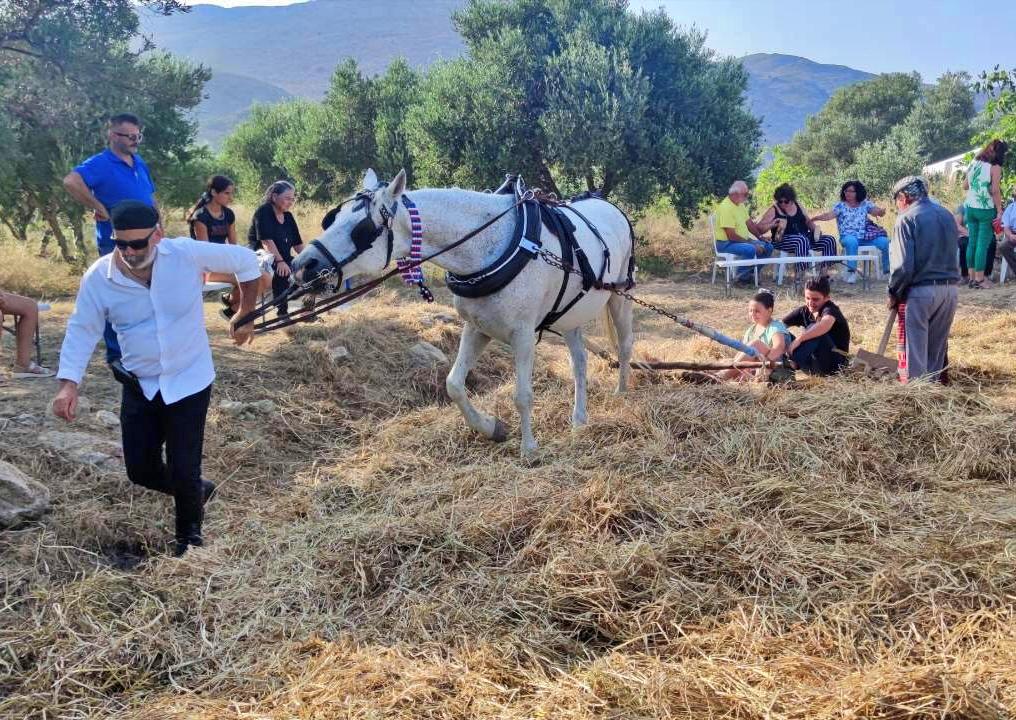 παραδοσιακό αλώνισμα στη Μονή Μαλεβιζίου