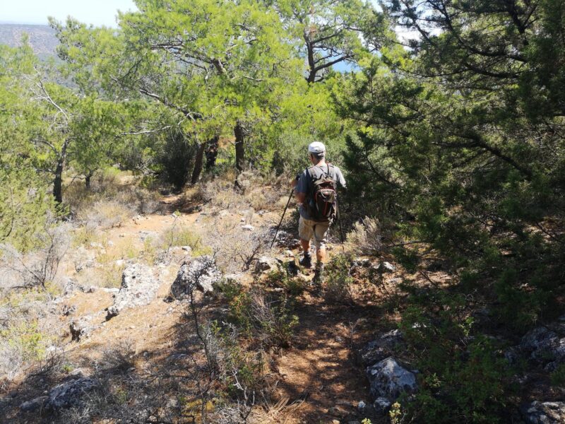 Την Κυριακή 5 Σεπτεμβρίου 2021 ο Ορειβατικός Σύλλογος Αγίου Νικολάου διοργανώνει εύκολη κυκλική πεζοπορία με αφετηρία την περιοχή του Καλού Χωριού. Ξεκινάμε από τη θέση Καλός Ποταμός,  όπου αφήνουμε τ’ αυτοκίνητά μας, περνάμε σε πορεία μέσα από πευκοδάσος από τις τοποθεσίες Σέλι και Κομμένος Δέτης και καταλήγουμε στην κορυφή του Πενταχέρη. Στη συνέχεια παίρνουμε το δρόμο της επιστροφής. Διαδρομή εύκολη μέσα στο πευκόδασος και με ωραία θέα στο πέλαγος και στον κόλπο του Μιραμπέλλου. ΑΝΑΧΩΡΗΣΗ: από Άγιο Νικόλαο, από την οδό Καραμανλή 24 (S/M Βασιλόπουλος) στις 8:00 .το πρωί. Η μεταφορά μας στην αφετηρία θα γίνει με Ι.Χ. με μάσκα και με τα προβλεπόμενα μέτρα  ασφαλείας. Όσοι έρχονται από Ιεράπετρα-Σητεία θα πρέπει να βρίσκονται 8.10 στην Εθνική, στη στροφή προς Πύργο, πριν από τη γέφυρα ΑΡΧΗΓΟΣ: Γιώργος Μιχαηλίδης(τηλ. 6946285334) ΔΙΑΡΚΕΙΑ ΠΟΡΕΙΑΣ: 4 ώρες (χωρίς τις απαραίτητες στάσεις) ΒΑΘΜΟΣ ΔΥΣΚΟΛΙΑΣ: 1 ΑΠΟΣΤΑΣΗ: 9.500      Υ.Δ.: 450 Περισσότερες πληροφορίες, βίντεο, φωτογραφίες για την περιοχή, όροι συμμετοχής, εξοπλισμός στο blog του Συλλόγου https://orsian.blogspot.com/p/25.html