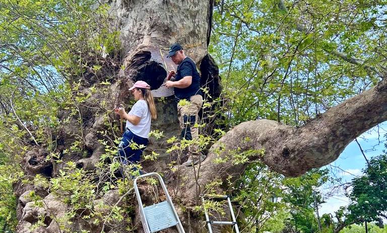 αυτοψία και έλεγχο της ασφάλειας του μνημειακού πλατάνου στο Κράσι