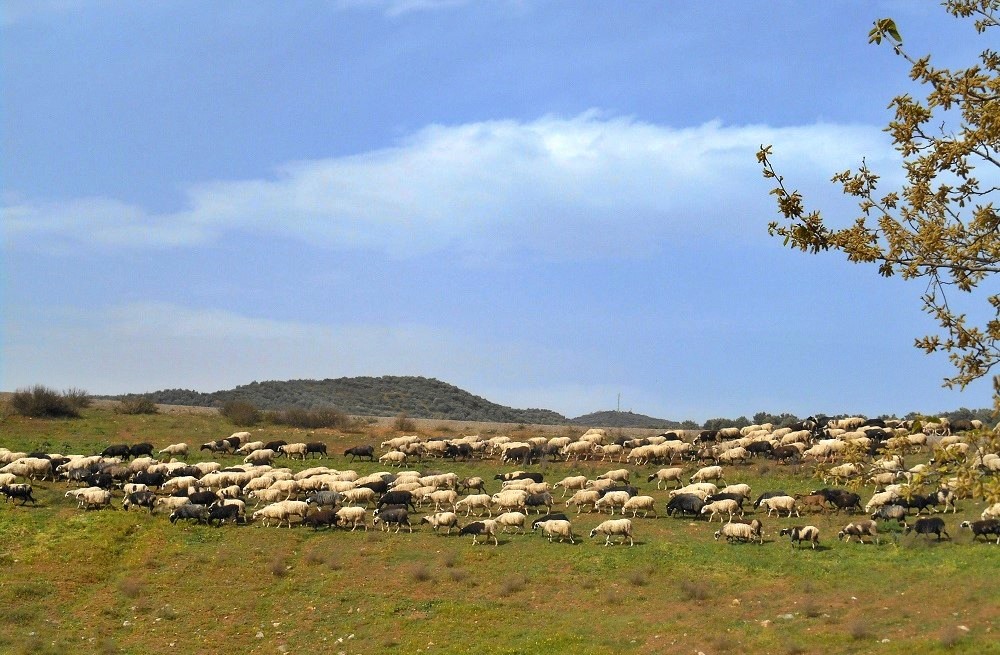 Παρατείνονται τα προληπτικά μέτρα για την ευλογιά των αιγοπροβάτων στην Κρήτη