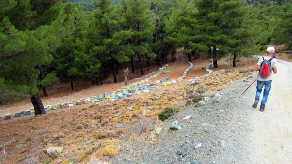 Μήπως να σεβαστούμε τις μέλισσες συμμαζεύοντας την όλη ασυδοσία;