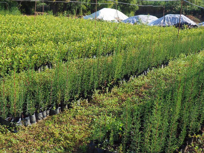 διάθεση δασικών φυτών από το Δασικό Φυτώριο Φοινικιάς