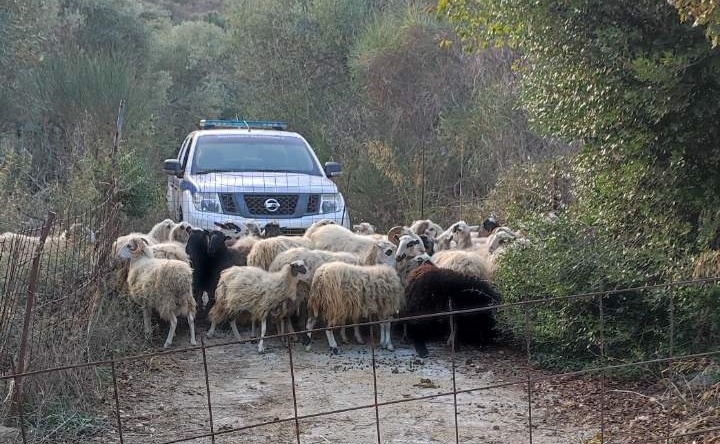 Συλλήψεις για ζωοκλοπή και όπλα