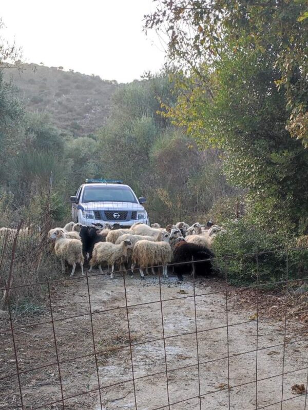 44 ανεπιτήρητα μάζεψε η αστυνομία στα Χανιά