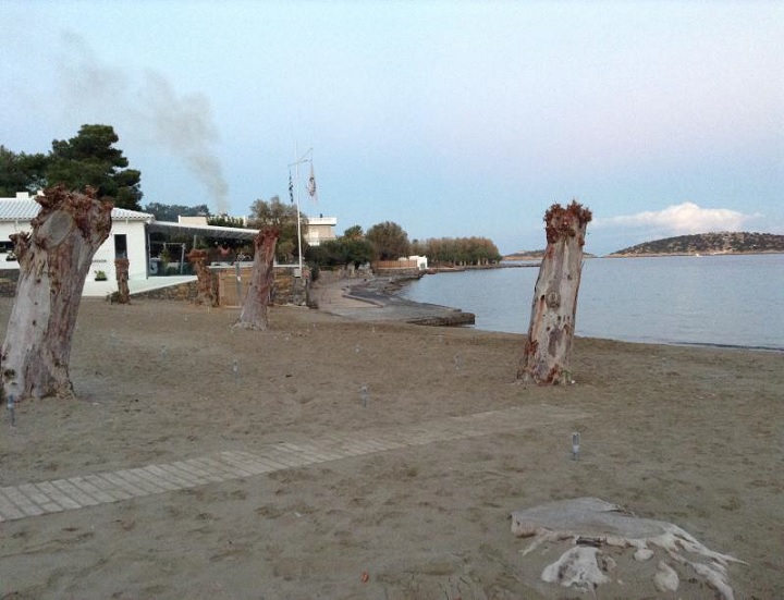 Μακελεύτηκε το κυπαρίσσι