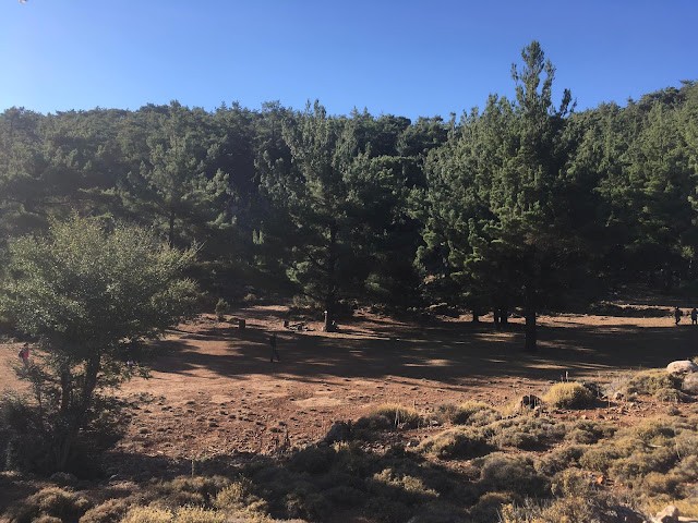 Πεζοπορία Πευκαλίδια, Κοκκιές (δάσος Κρούστα)