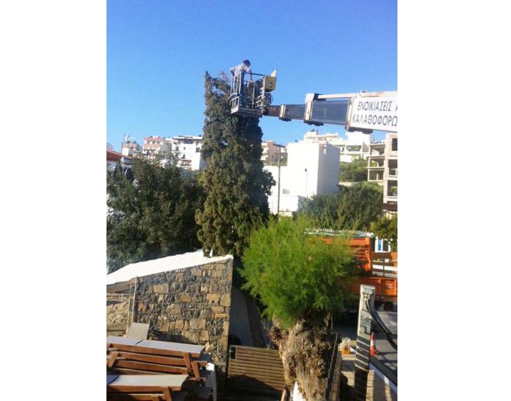 Μακελεύτηκε το κυπαρίσσι
