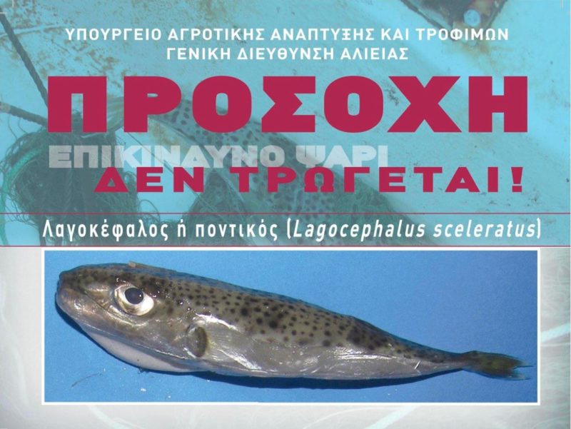 ο Λαγοκέφαλος δεν τρώγεται