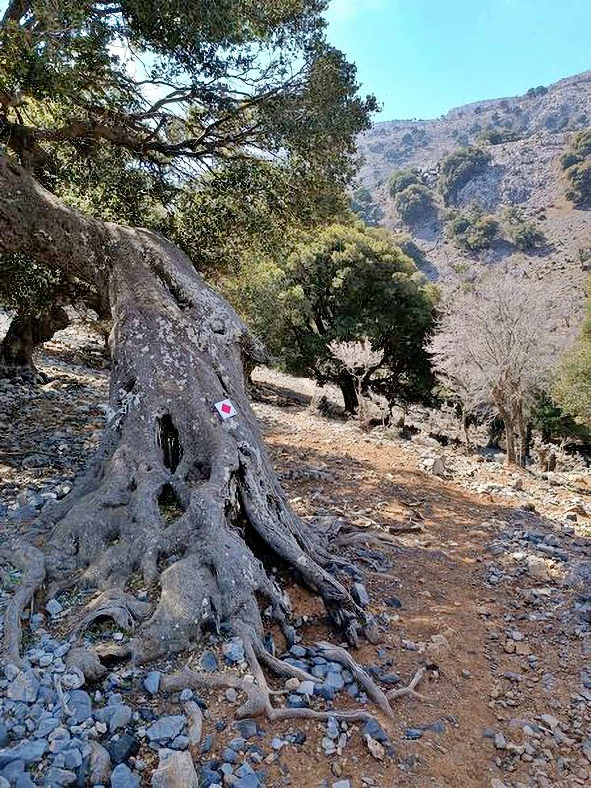 Παρεμβάσεις για την ανάδειξη των μονοπατιών στις Κοινότητες του Δήμου Αγίου Νικολάου